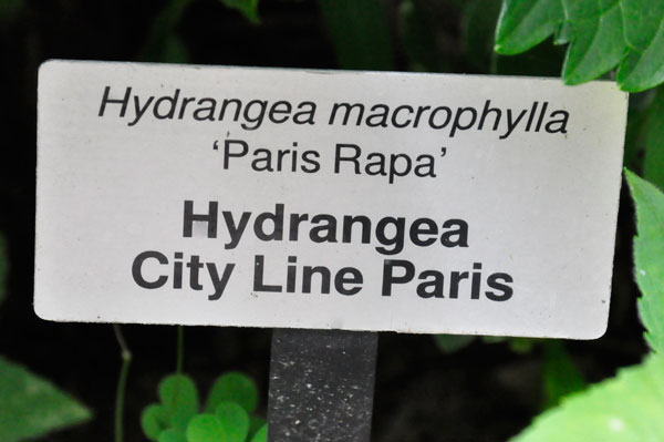 Hydrangea City Line Paris sign